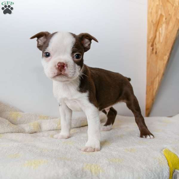 Rudolph, Boston Terrier Puppy